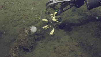 Media type: image;   Invertebrate Zoology 153141 Description: live specimen;